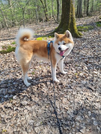 Cooper Akita Inu Garde chien Sucy en Brie