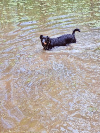 Ballade Nature garde de chien Sucy en brie