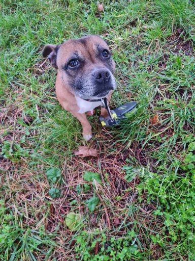 Missy Staffy Garde chien Sucy en Brie