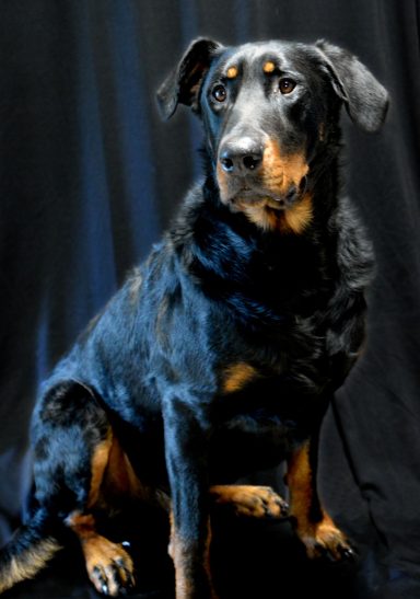 Django Beauceron Garde de chien sucy en brie