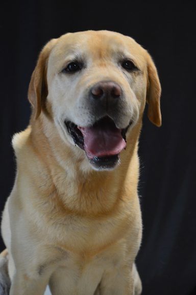 Lipton Labrador Garde chien Sucy en Brie
