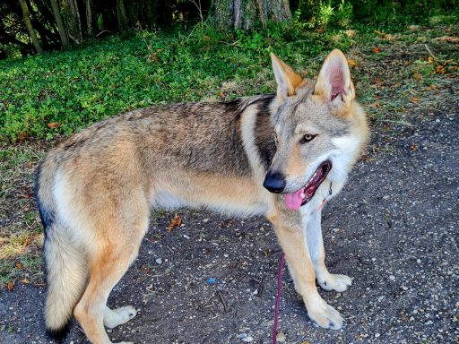 Alphée Chien loup garde et ballade de chien