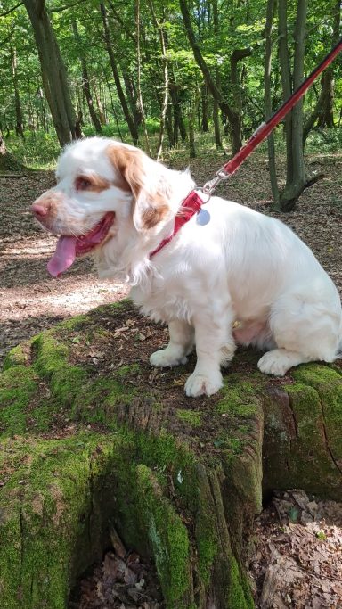 MARIUS Clumber Spaniel garde et ballade de chien