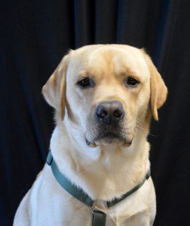 Vango Labrador garde de chien sucy en brie