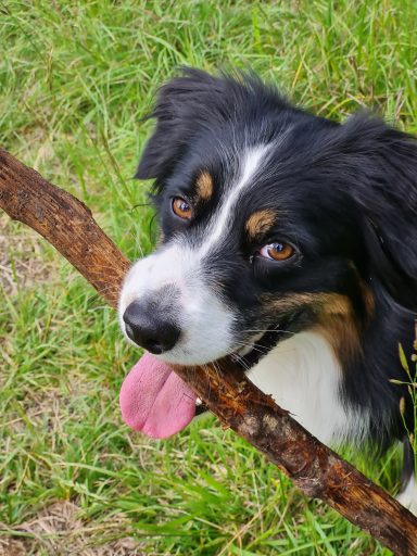 Una Berger Australien Garde et ballade de chien