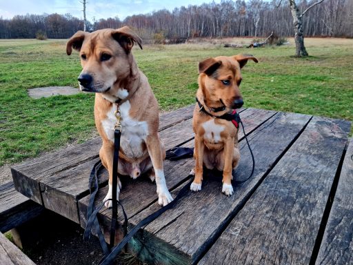 Ballade nature garde de chien Sucy en brie