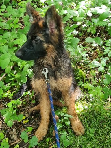 Becca Berger Allemand Garde et ballade de chien