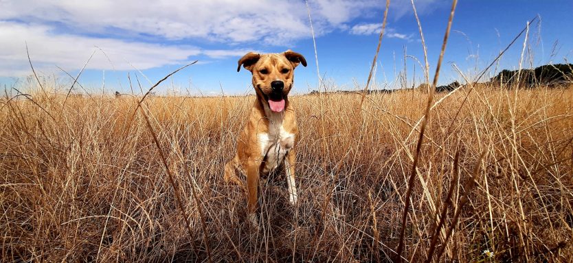 Ballade garde de chien Sucy en brie
