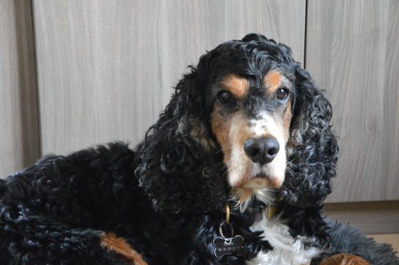 ONIX COCKER Anglais Garde de chien sucy en brie