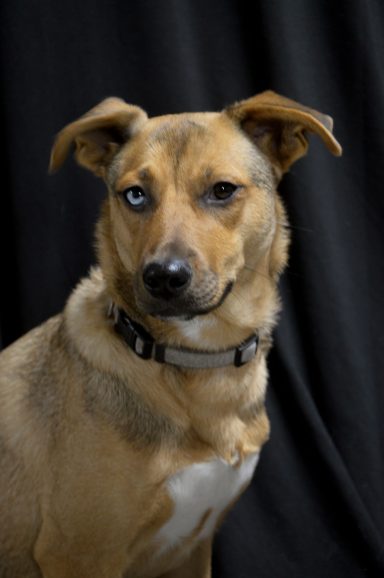 Chaya Berger Créole garde de chien sucy en brie
