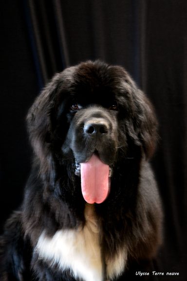 Ulysse Terre neuve Garde chien Sucy en Brie