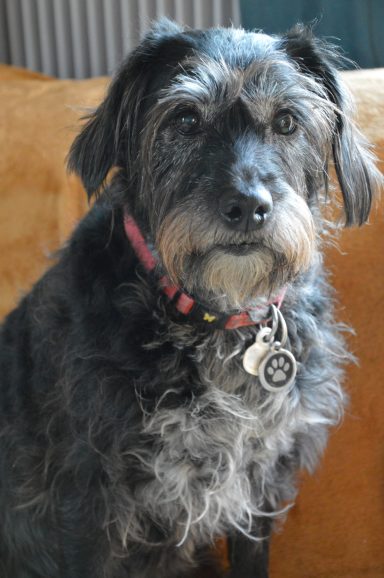 Onyx Griffon Garde de chien sucy en brie