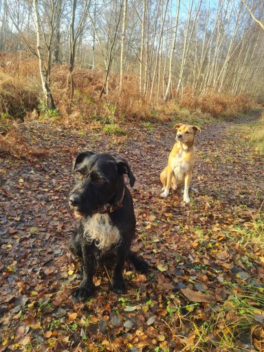 Ballade nature garde de chien Sucy en brie