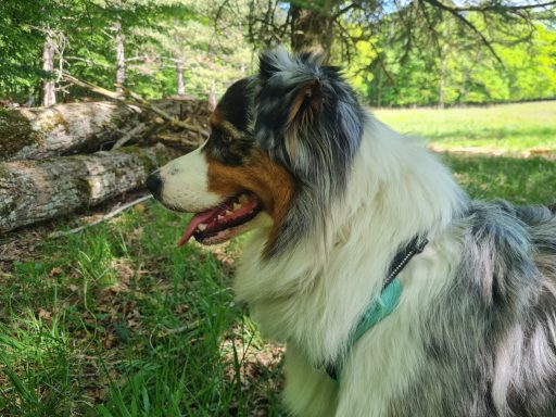 Milky Berger australien Garde et ballade de chien