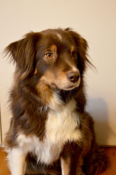 Stormy Berger Américain Garde chien Sucy en Brie