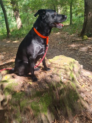 Ebène X Labrador Garde chien Sucy en Brie